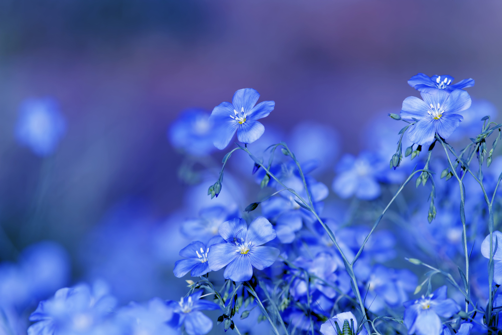 blueflowers