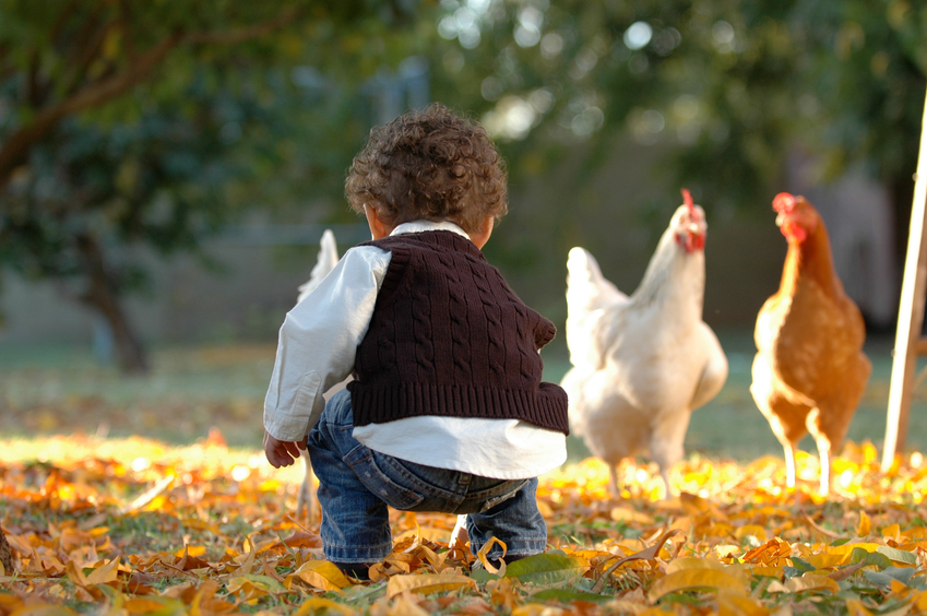 young boy feeding chickens