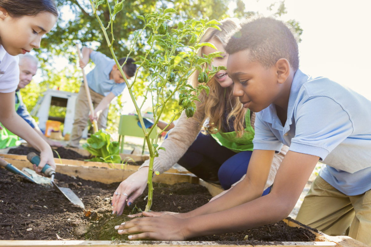 小学生在学校花园里工作，种植蔬菜，学习植物生活。老师在户外科学课上指导学生。孩子们穿着私立学校的校服。