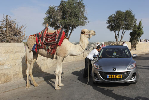 骆驼以色列