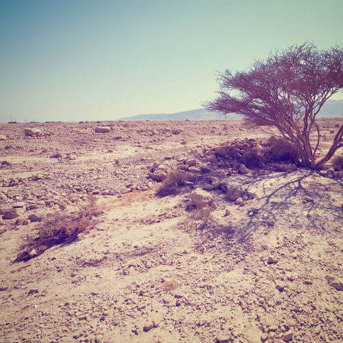 Israeli-desert