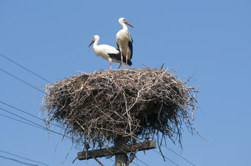 storks-telephone-wire