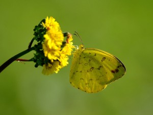 黄色-蝴蝶- 300×225