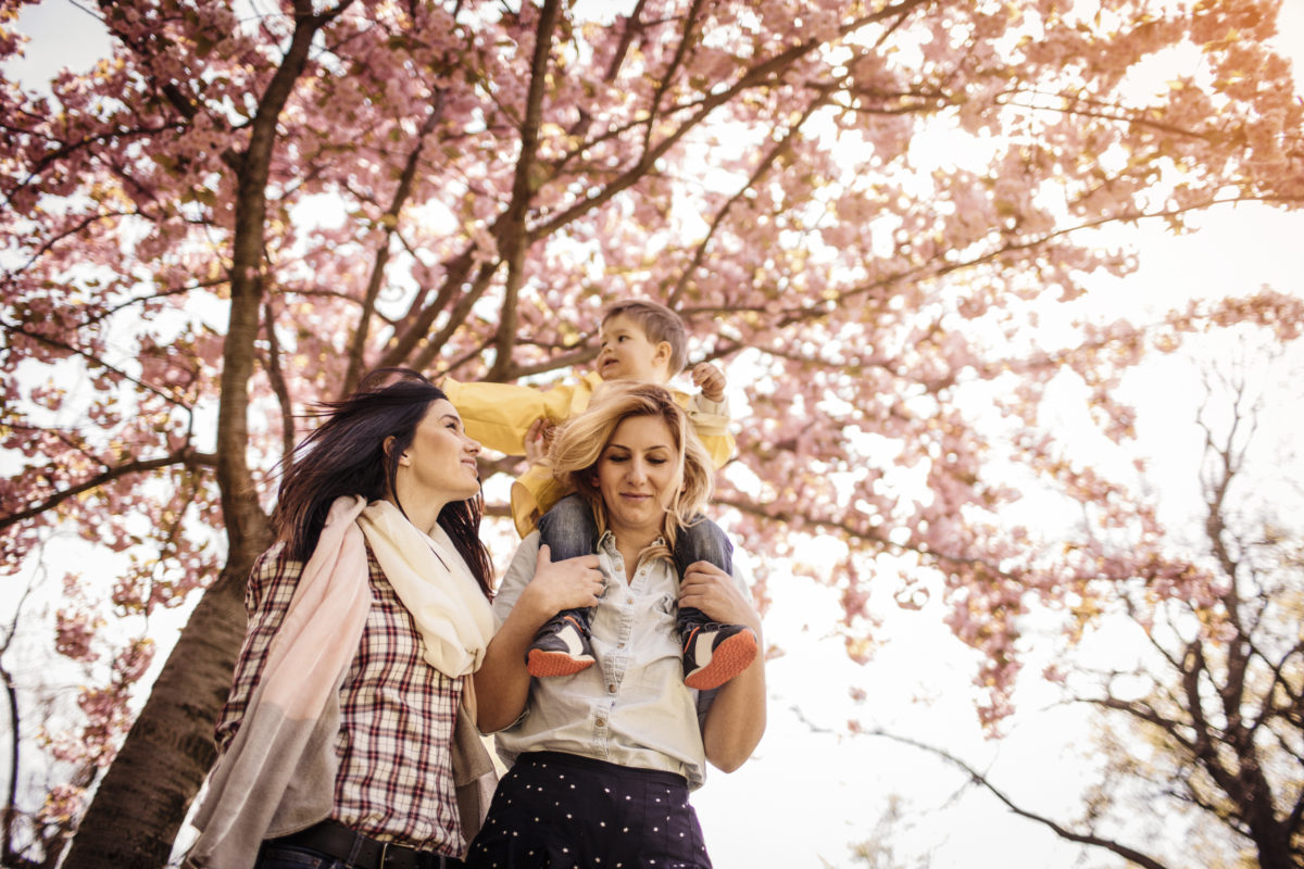 小男孩和两个女人在樱花树下的神奇自然照片